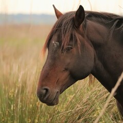 Majestic Wild Spanish Cracker Horse Paynes Prairie State Park Micanopy Florida