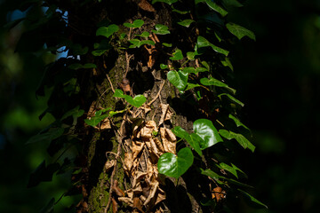 Ivy, Hedera helix or European ivy climbing on rough bark of a tree. Close up photo.