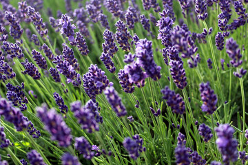 Lavender field in the morning
