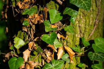 Ivy, Hedera helix or European ivy climbing on rough bark of a tree. Close up photo.