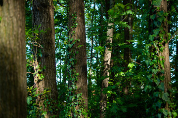 Obraz premium Ivy, Hedera helix or European ivy climbing on rough bark of a tree. Close up photo.