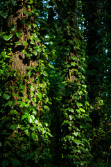 Ivy, Hedera helix or European ivy climbing on rough bark of a tree. Close up photo.