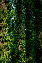 Ivy, Hedera helix or European ivy climbing on rough bark of a tree. Close up photo.