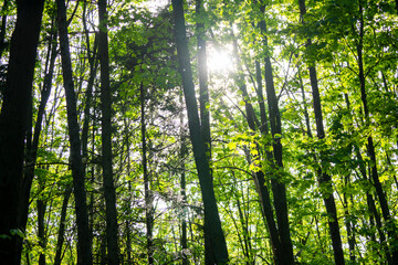 Scenic forest of fresh green deciduous trees framed by leaves, with the sun casting its warm rays through the foliage.