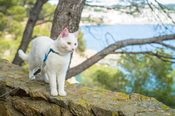 Naklejka na ściany i meble young white khao manee cat in a harness and on a leash. cat on a walk along the seashore