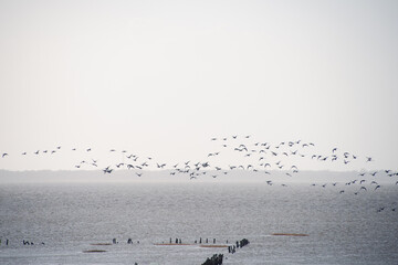 Traumhaftes Wattenmeer, Nordseeküste Ton-in-Ton