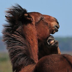 Wild Horse Foals Yearlings Playing Rough Biting Paynes Prairie Micanopy