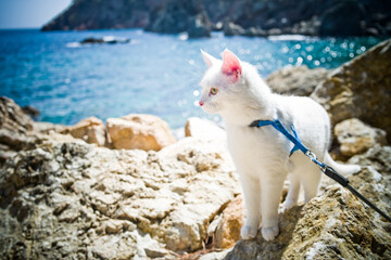 young white khao manee cat in a harness and on a leash. cat on a walk along the seashore
