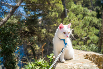 young white khao manee cat in a harness and on a leash. cat on a walk along the seashore