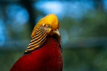 Male golden pheasant. Chrysolophus pictus. Photo of Chinese pheasant. Rainbow pheasant.