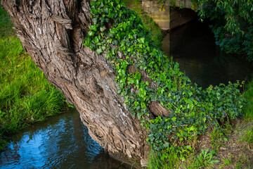 Ivy, Hedera helix or European ivy climbing on rough bark of a tree. Close up photo.
