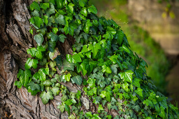 Ivy, Hedera helix or European ivy climbing on rough bark of a tree. Close up photo.