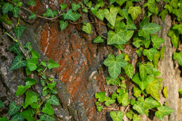Ivy, Hedera helix or European ivy climbing on rough bark of a tree with natural heart. Close up photo.