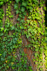 Ivy, Hedera helix or European ivy climbing on rough bark of a tree. Close up photo.