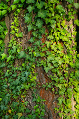 Ivy, Hedera helix or European ivy climbing on rough bark of a tree. Close up photo.