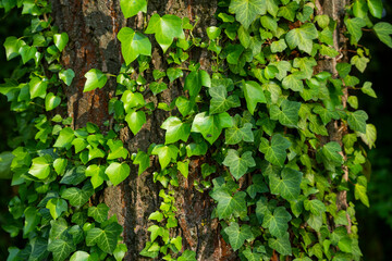 Ivy, Hedera helix or European ivy climbing on rough bark of a tree. Close up photo.
