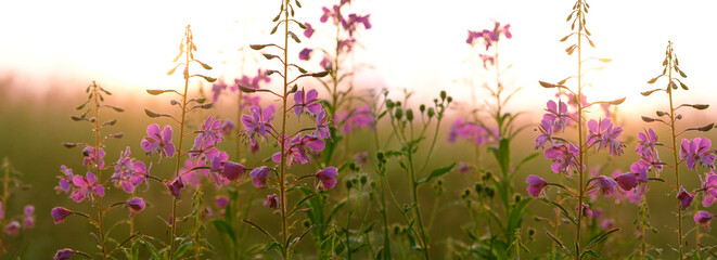 purple flowers on morning meadow, abstract natural gentle background. lilac flowers of Ivan tea, kiprei plant (epilobium). useful herbs for healing infusion, Traditional Koporye Tea Decoction. banner
