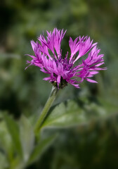 Closeup of single flower of Centaurea montana 'Joyce' in a garden in Spring