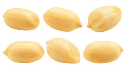 peanut isolated on white background, full depth of field