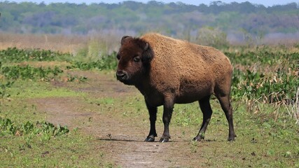 American Bison Roaming Paynes Prairie in Florida