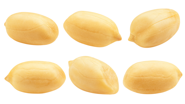 peanut isolated on white background, full depth of field