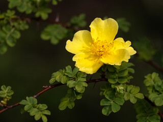 Closeup of a single flower of Rosa xanthina 'Canary Bird' against a dark background