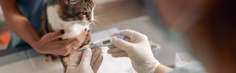 Veterinarian in gloves takes temperature of cute cat with digital thermometer in clinic office