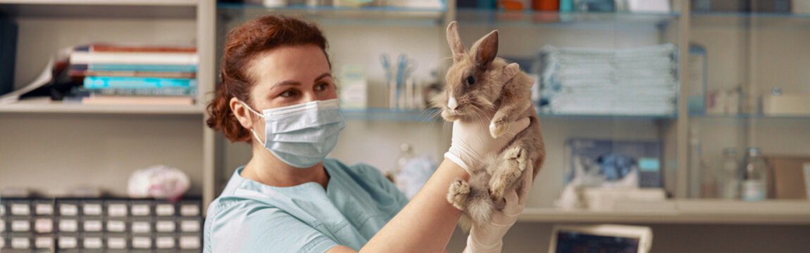 Lady veterinarian with surgical mask holds cute rabbit at examining in hospital