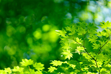 エコイメージ　新緑　木漏れ日　若葉