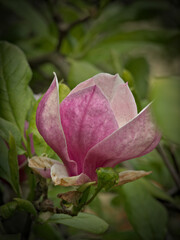 magnolia #2