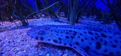 Scyliorhinus stellaris is a species of shark commonly known as the 