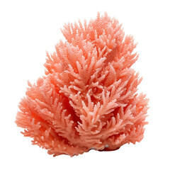 red soft coral isolated on transparent background cutout , generative ai