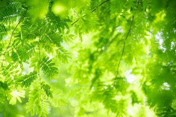 Nature of green leaf in garden at summer. Natural green leaves plants using as spring background cover page greenery environment ecology lime green wallpaper