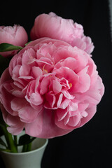 pink peony's  in a black vase