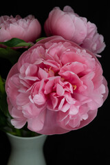 pink peony flower