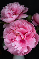 pink peony flower