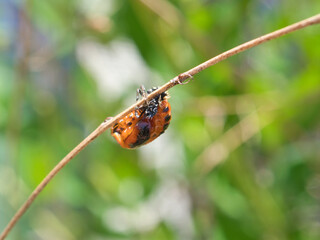 テントウムシの蛹