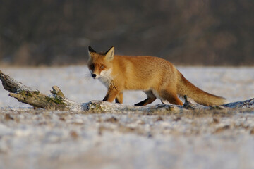 Naklejka na ściany i meble Red Fox in a Snowy Setting – Photograph