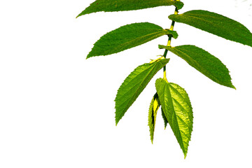 Small twigs of cherry or muntingia calabura plants with green leaves become transparent due to sunlight