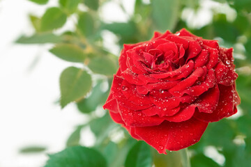 A dark red rose with green leaves and dew drops on a light background