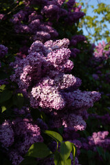 A photo of a lush lilac branch. 