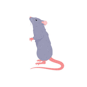 Cute rat standing, cartoon flat vector illustration isolated on white background.
