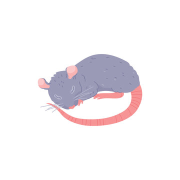 Cute rat sleeping, furry animal - cartoon flat vector illustration isolated on white background.