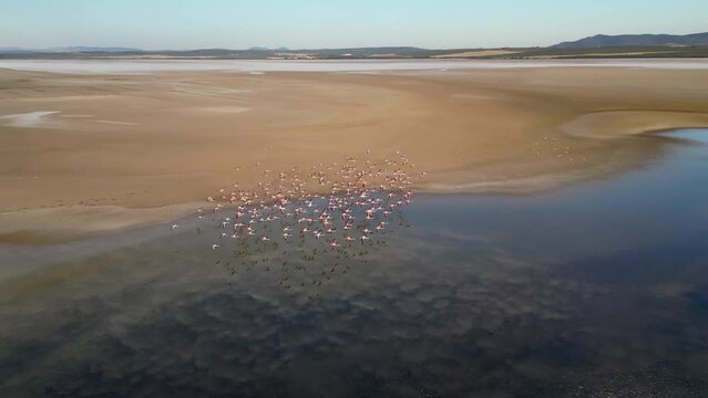 Flamingos over Fuente de Piedra lagoon in Andalusia, Spain