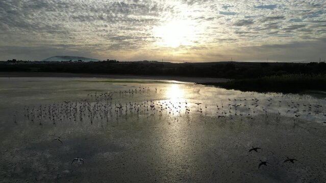 Flamingos walking at Fuente de Piedra lagoon at sunrise in Andalusia, Spain
