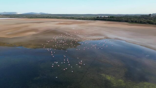 Aerial view of flamingos landing at Fuente de Piedra lagoon in Andalusia, Spain