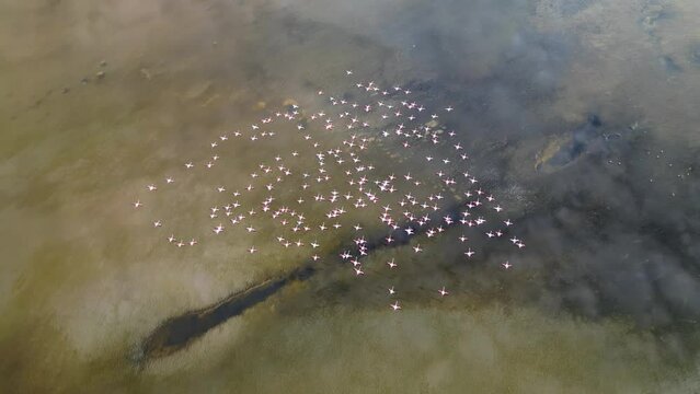 Greater flamingoes over Fuente de Piedra lagoon in Andalusia, Spain