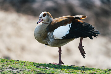 The Egyptian goose (Alopochen aegyptiaca) standing on one leg