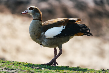 The Egyptian goose (Alopochen aegyptiaca) walking