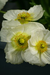Des fleurs de pavot blanches